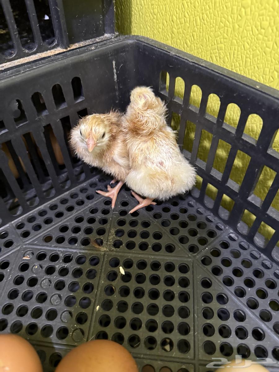 Sous Louhman at one week64551890981379111