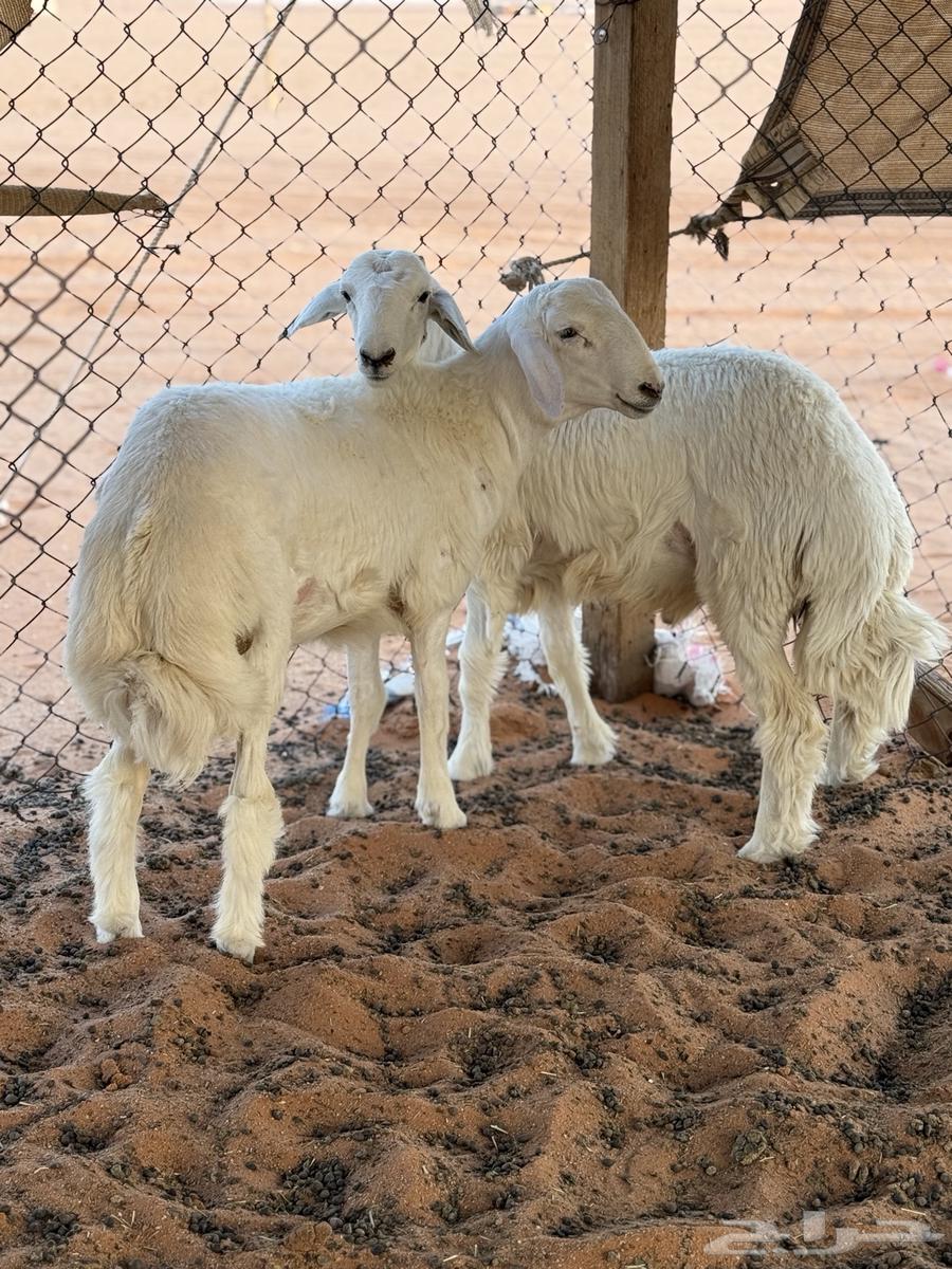 طليان حري مقفلات شرط64536223860866112