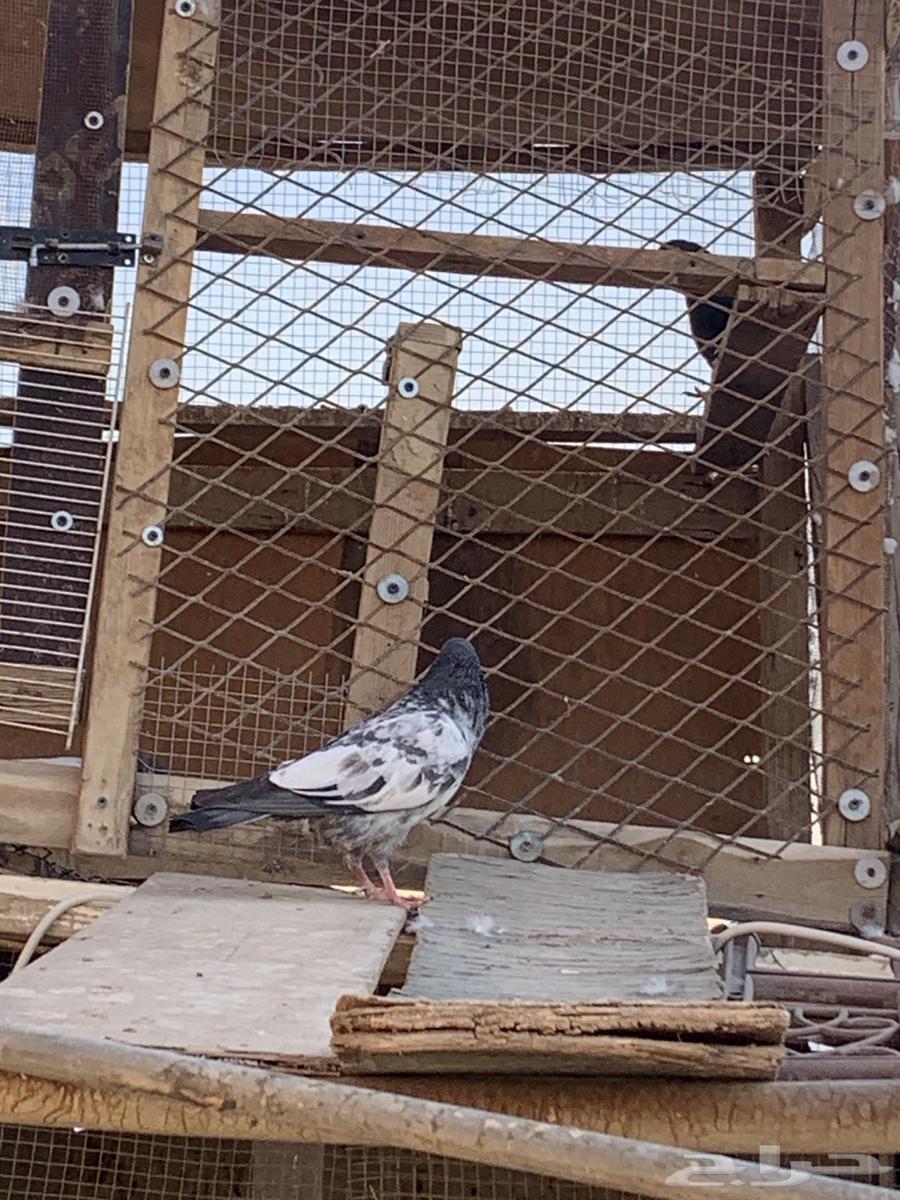 للبيع حمام باكستاني64536294000386114