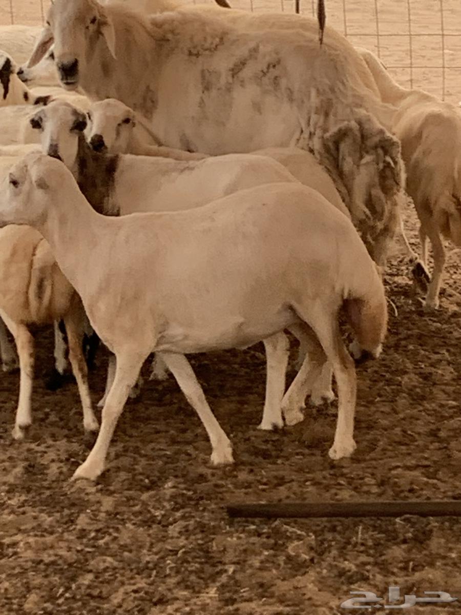 للبيع رخال رفيديات دفيع معزا بهر جنوبية( تم البيع64542359477123111