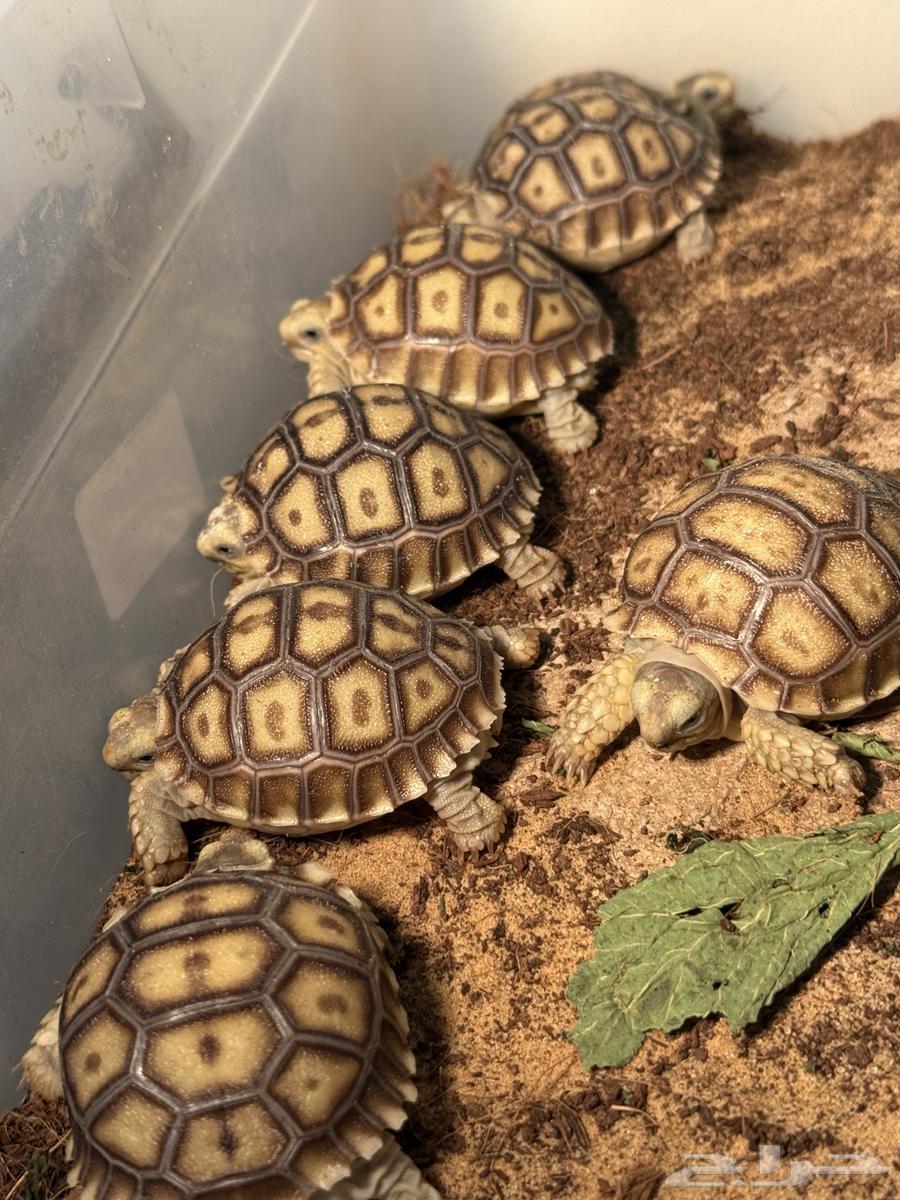 فروخ سلاحف سولكاتا64535196010754110