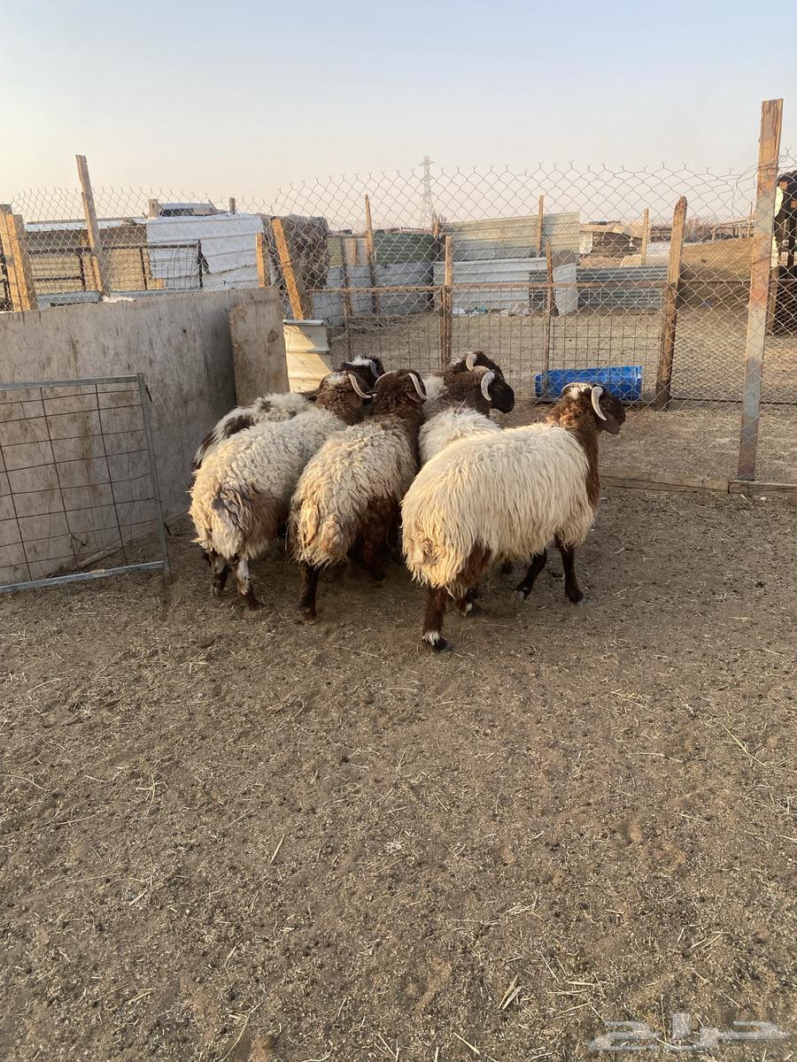 I have 6 good Na'imi sheep, 6 months old, local breed, sold individually64535737038594114