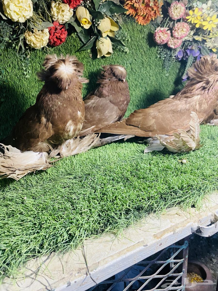 للبيع مجموعة بخارات64536404049025110