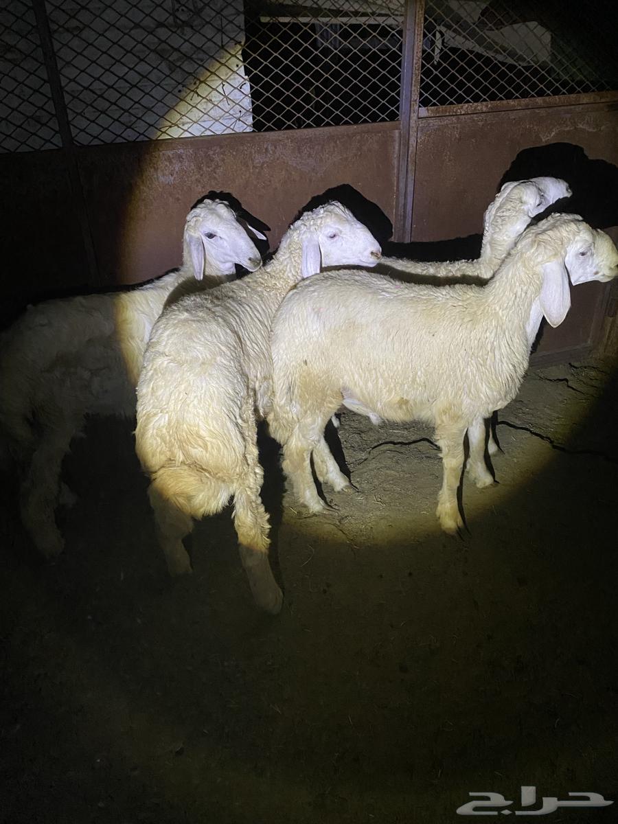 Talyan Sham64537114423938110