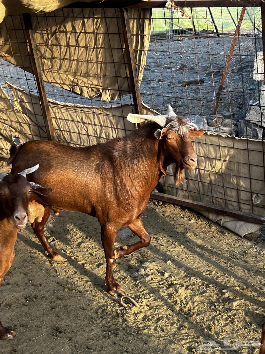 تيس فحل للبيع64538120622722113