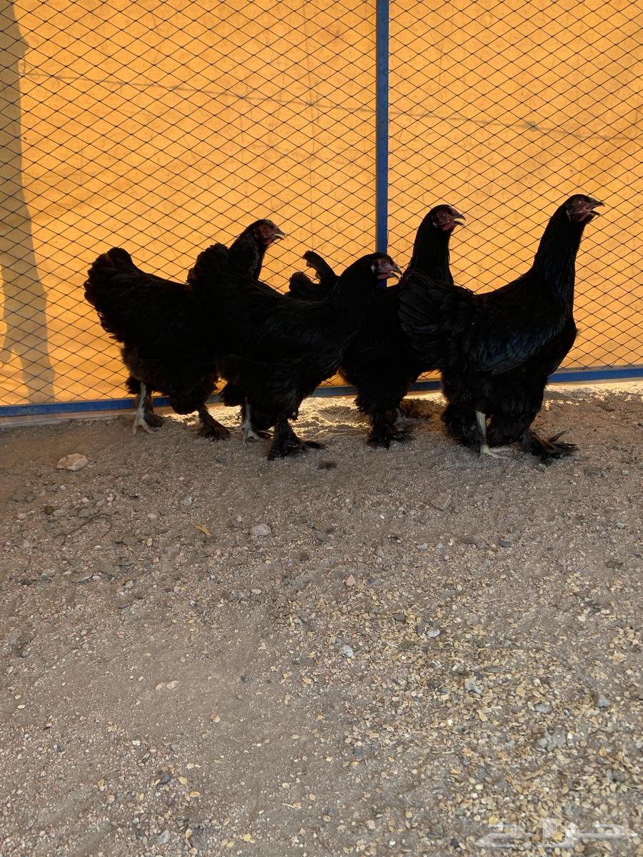 طقمين براهما64535666878595111