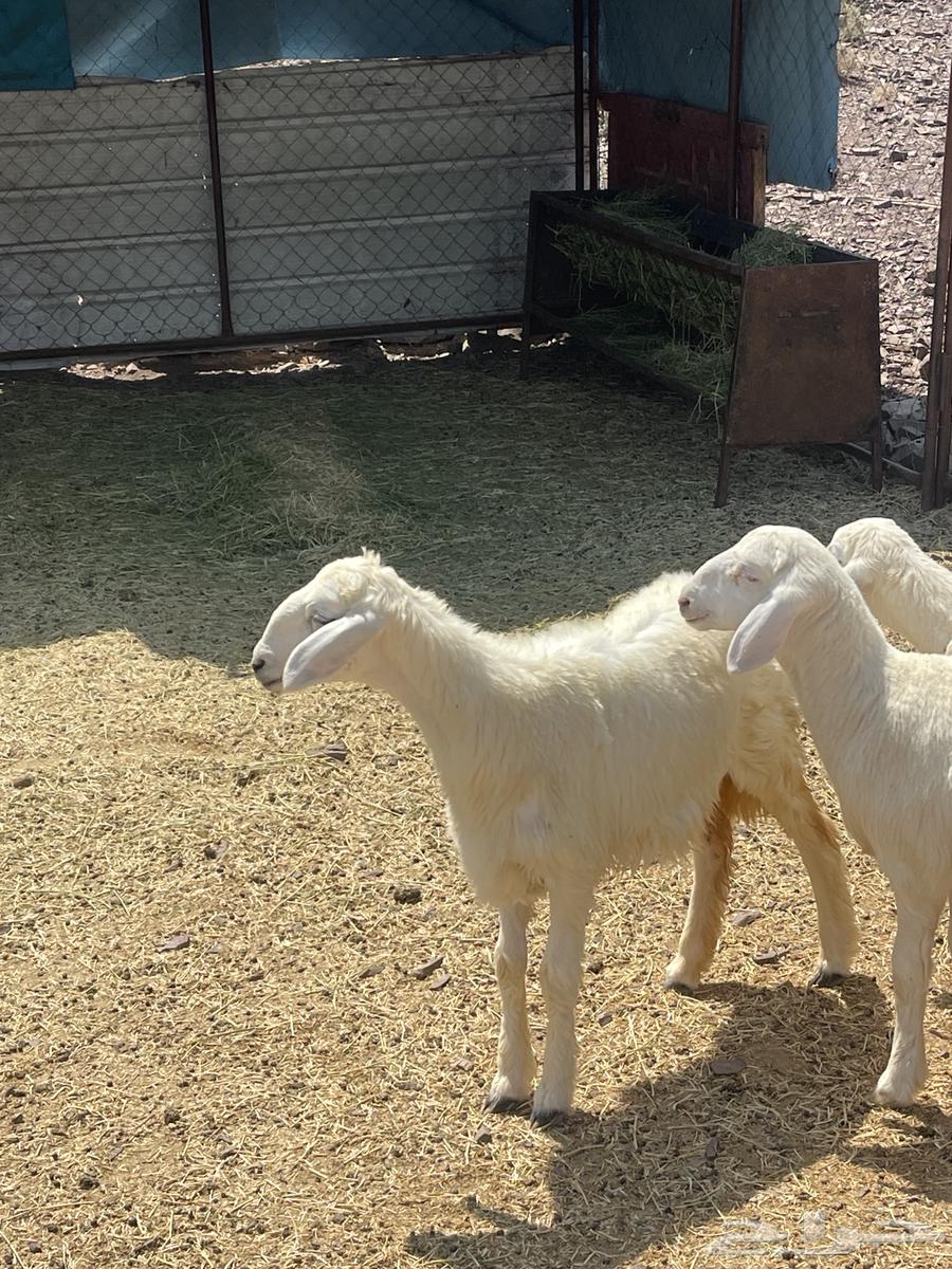 رخال فواخر تمم البيع64539386810755114