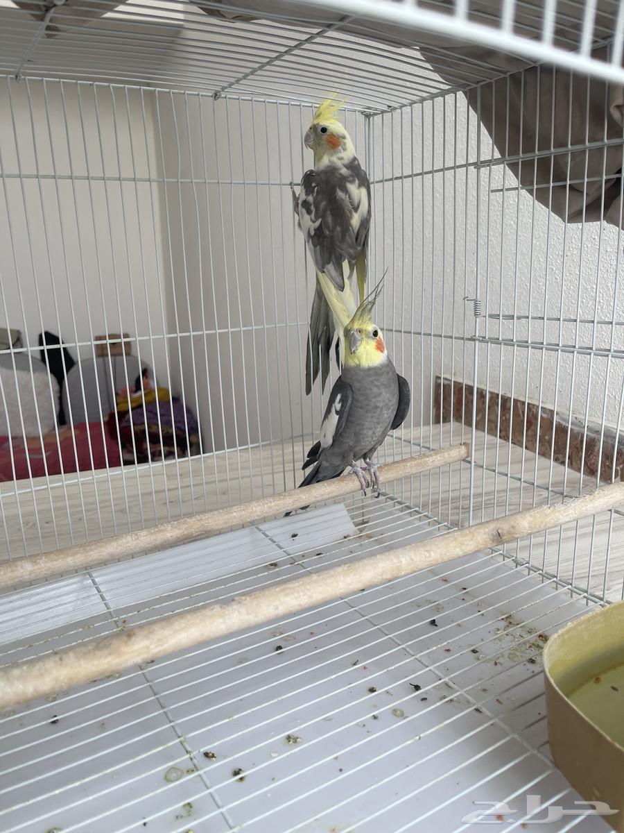 جوز كروان الذكر اليف جدا  الانثى لا64539358573826111