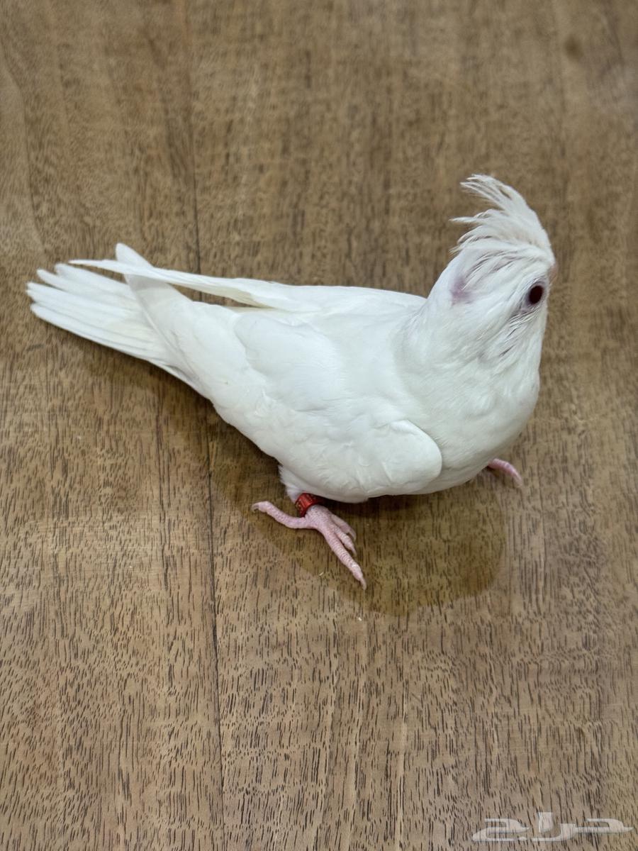 فرخ كروان وصن كنيور (((تم البيع خارج الموقع)))64537686980994112