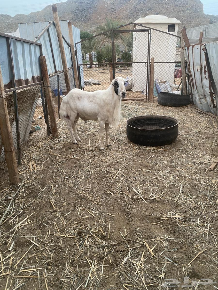 فحل للبيع64542842501889112