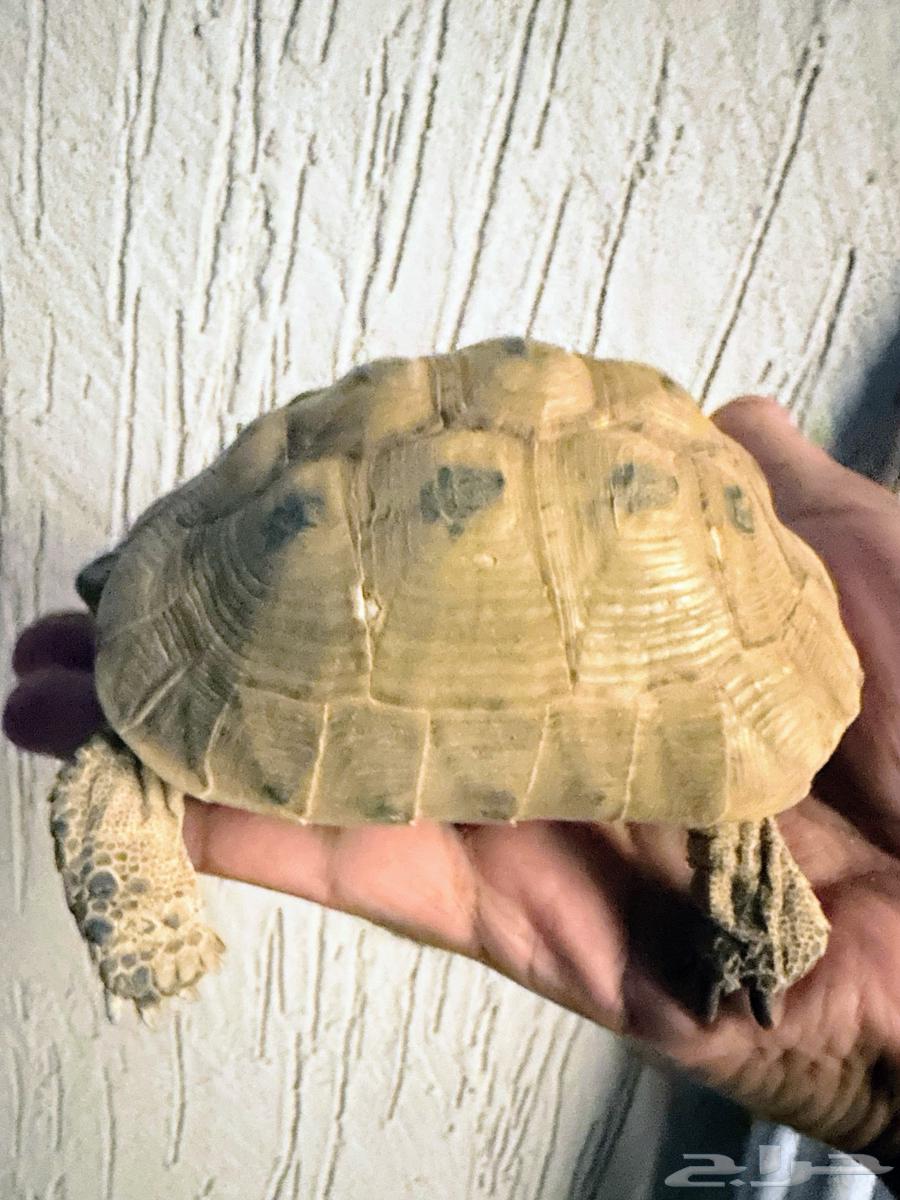 سلحفاه يونانيه64541364555778110