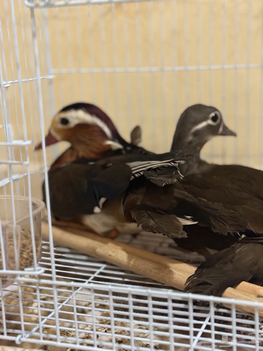 Mandarin Duck64543365788675112