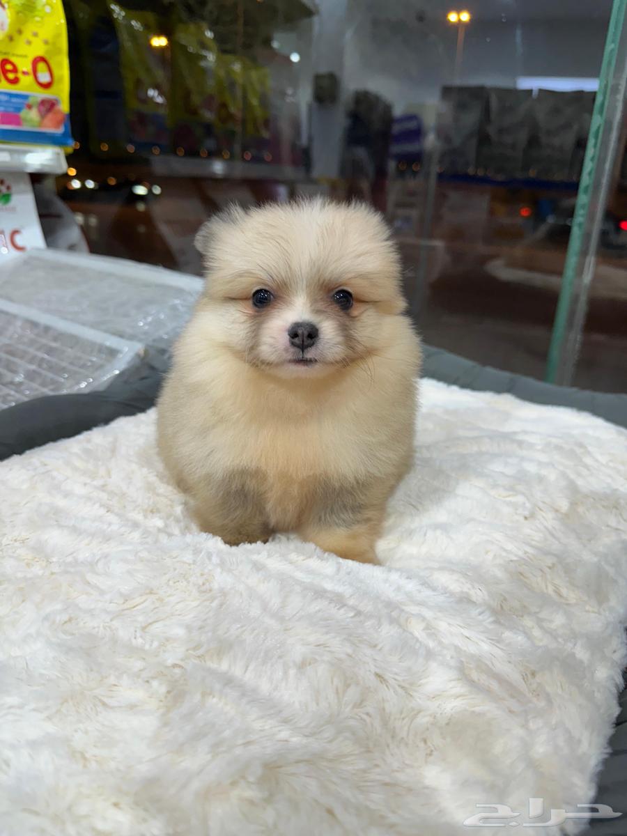 كلاب بومرنيان للبيع64538219005826111