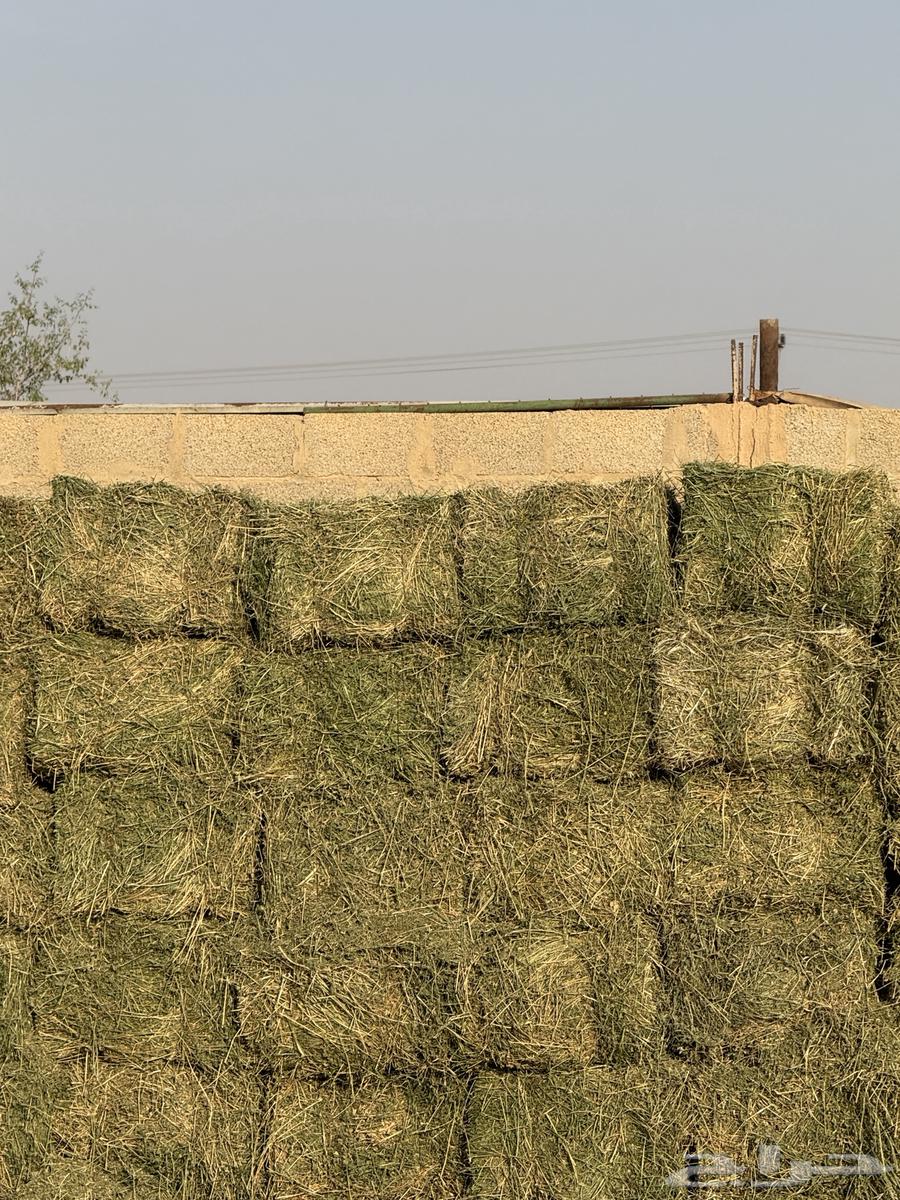 برسيم صافي64536334913155110