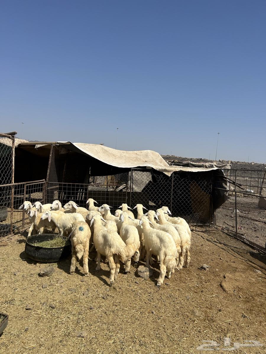 رخال حريات الحد ( 940 ) تم البيع64536975674754110