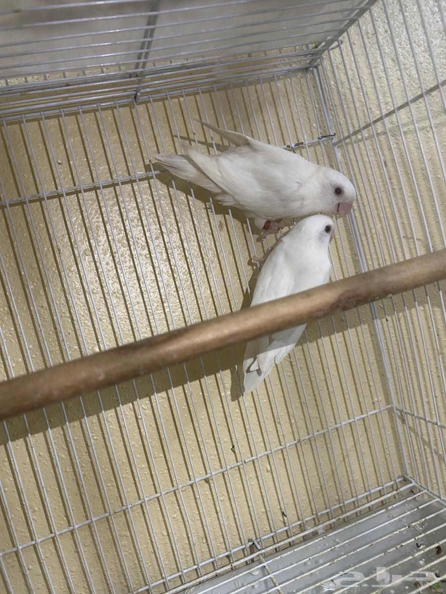 Pair of binos is productive64536070095619113