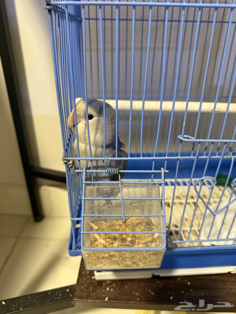 روز للبيع شبه اليف64537770587522110