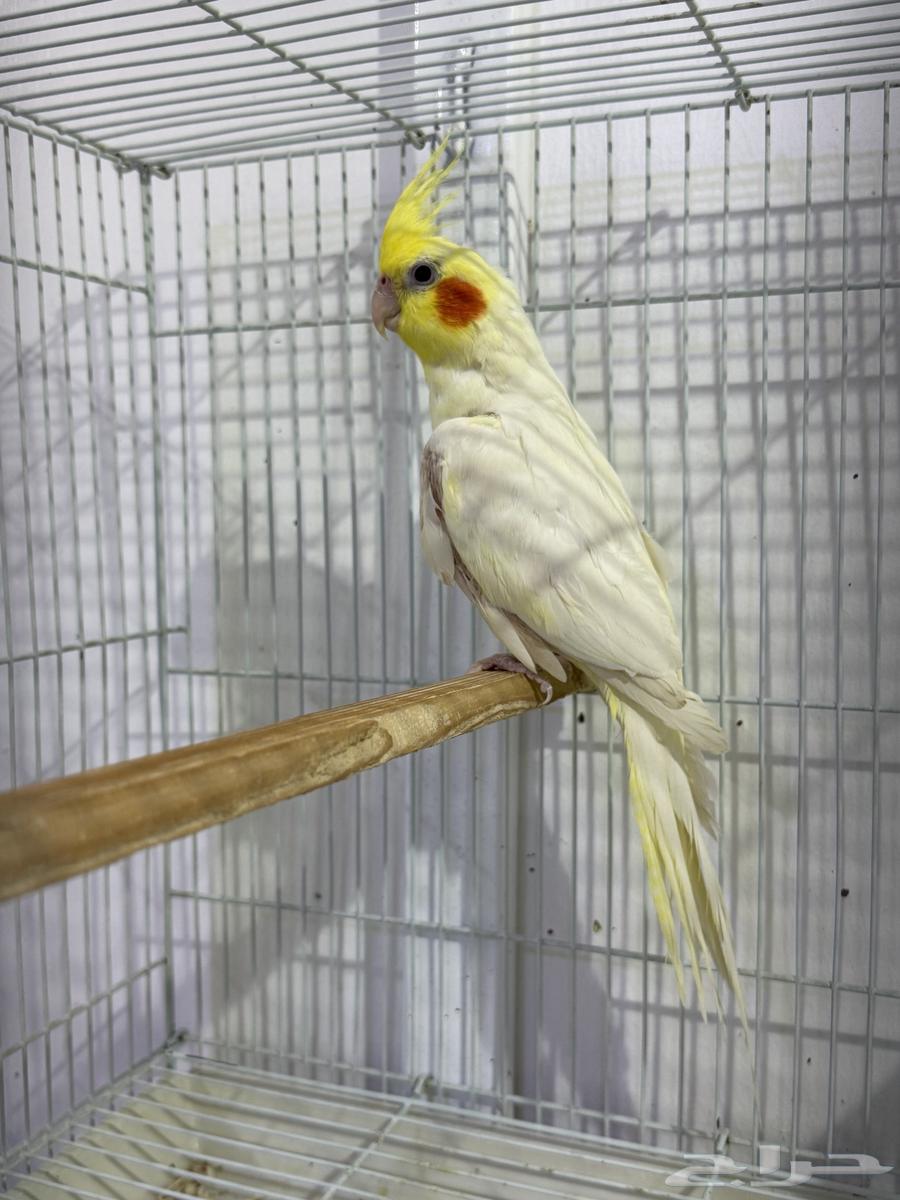 للبيع ذكر كروان لاتينو ( تم البيع )64538779076353113