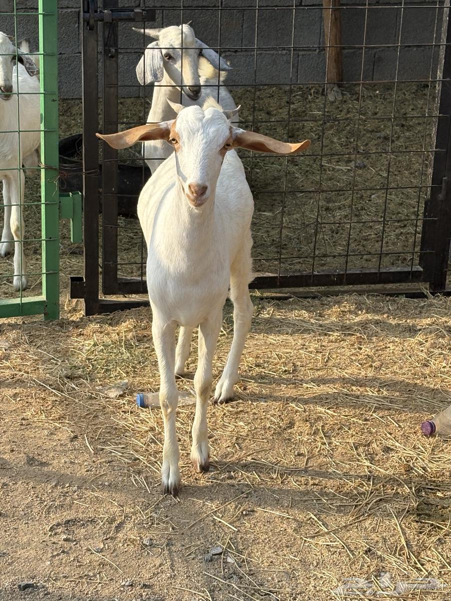 جفره جذعه سمينه للبيع64541594139779112