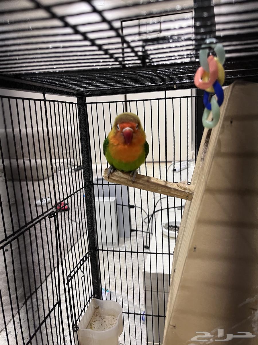 للبيع طير فيشر مع القفص جميع64536070128259111