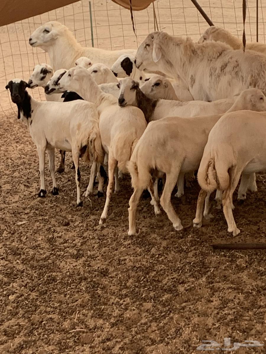 للبيع رخال رفيديات دفيع معزا بهر جنوبية( تم البيع64542359477123110