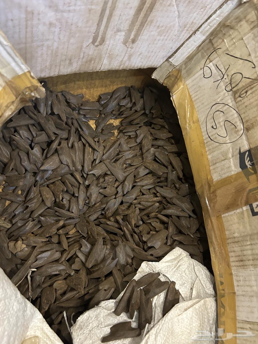 عروض يوم الوطني عود موروكي64538457665283110