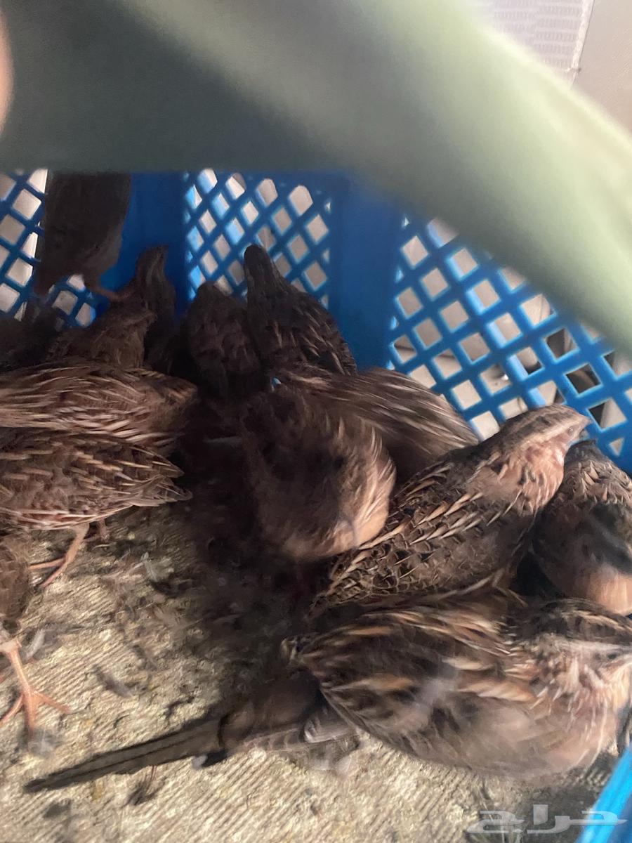 Samani. Al-Fari64537491042562112