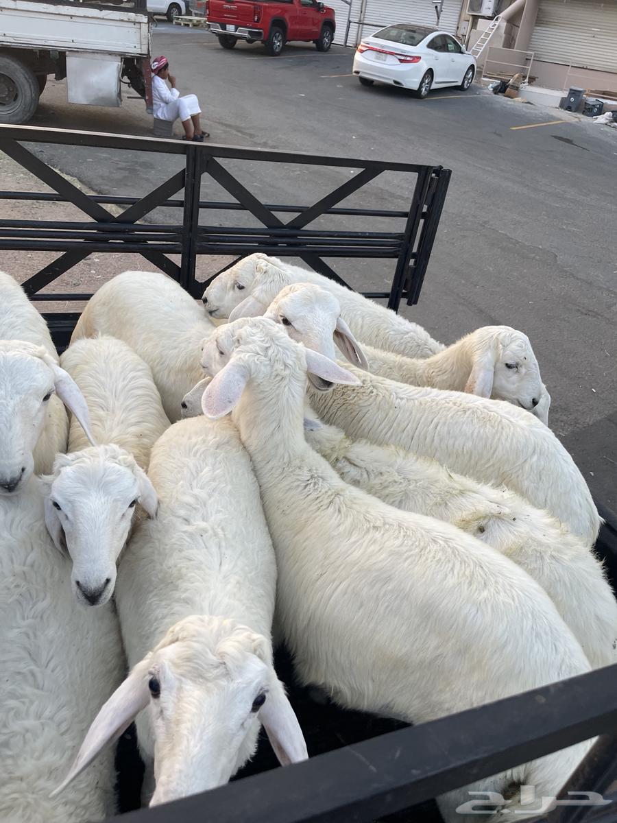 ذبايح بريه للبيع الحويه64540879481730111