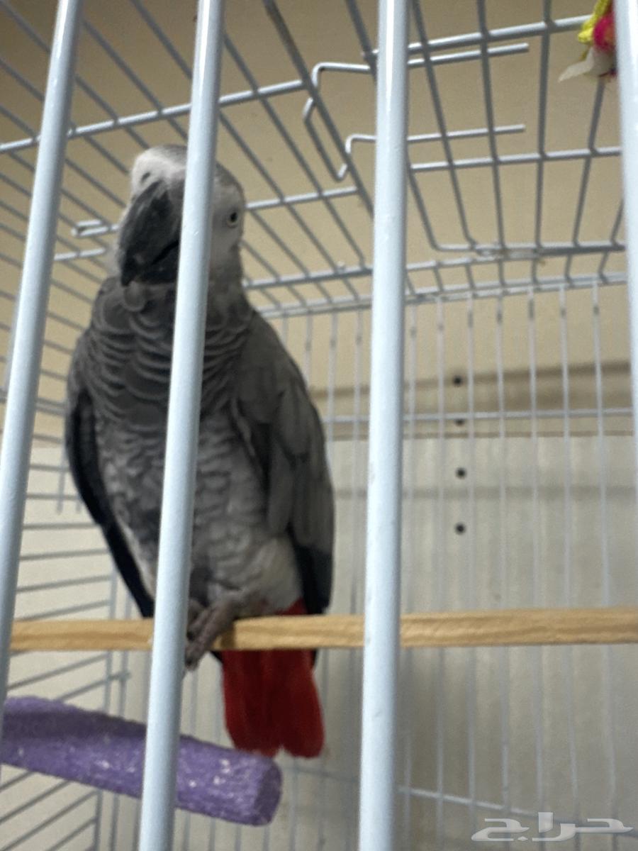 Kasko Alif64536431743746112