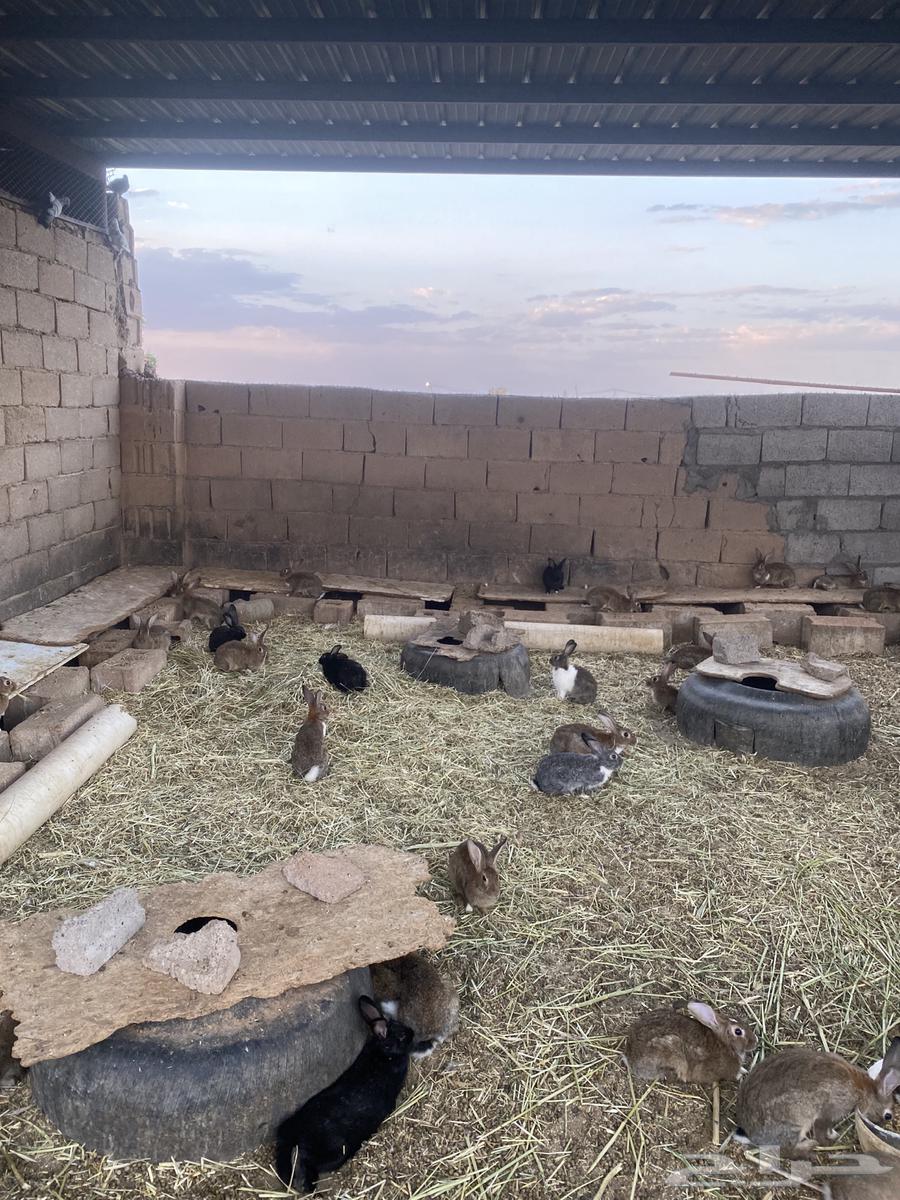أرانب للبيع مذبوح وحي64542557848835110