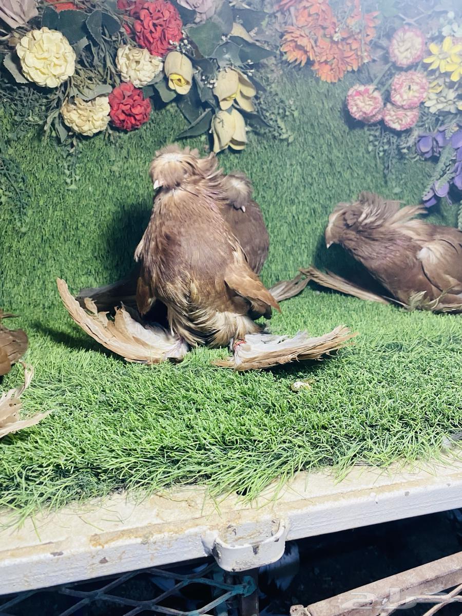 للبيع مجموعة بخارات64536404049025114