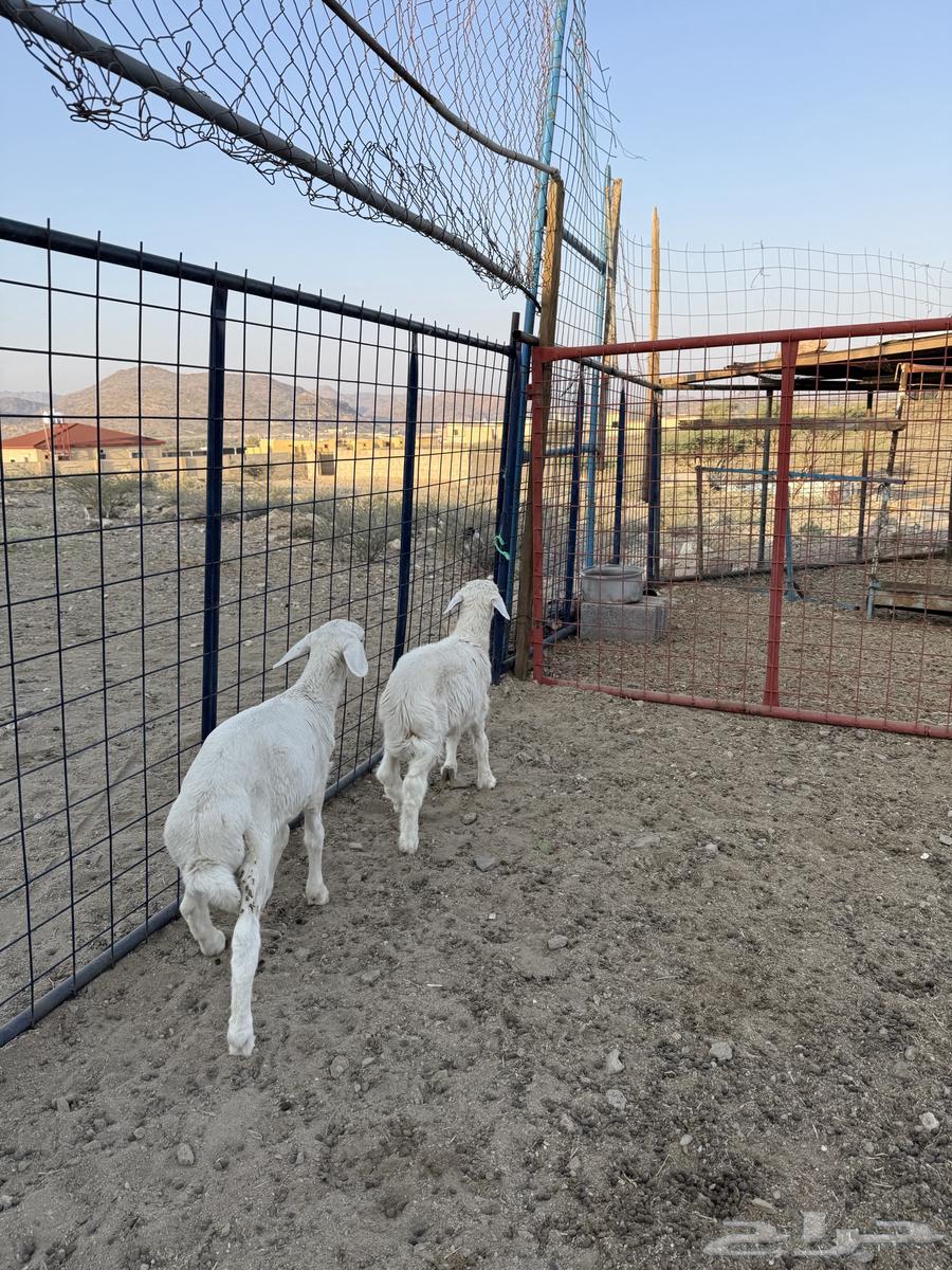 بهم تربيه64536321024513112