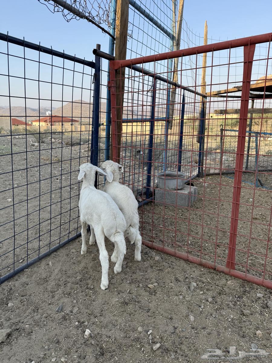 بهم تربيه64536321024513113