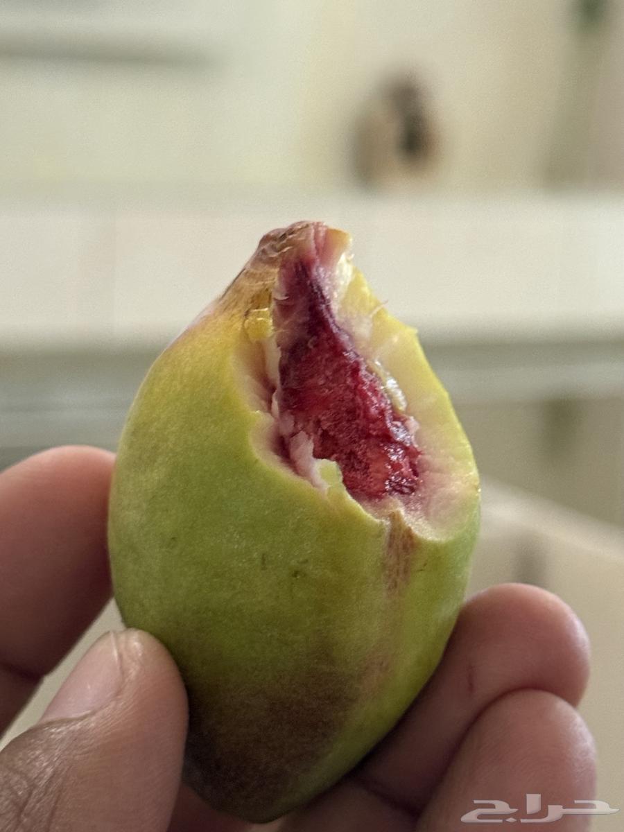 Fresh local almonds available in Jeddah, the fruit of the righteous64536739408002110