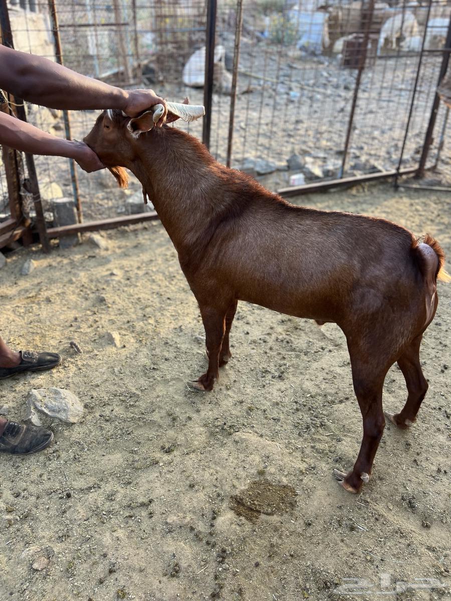 تيس فحل للبيع64538120622722111