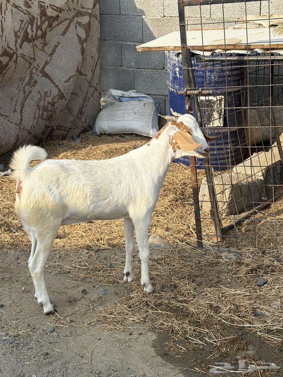 جفره جذعه سمينه للبيع64541594139779110