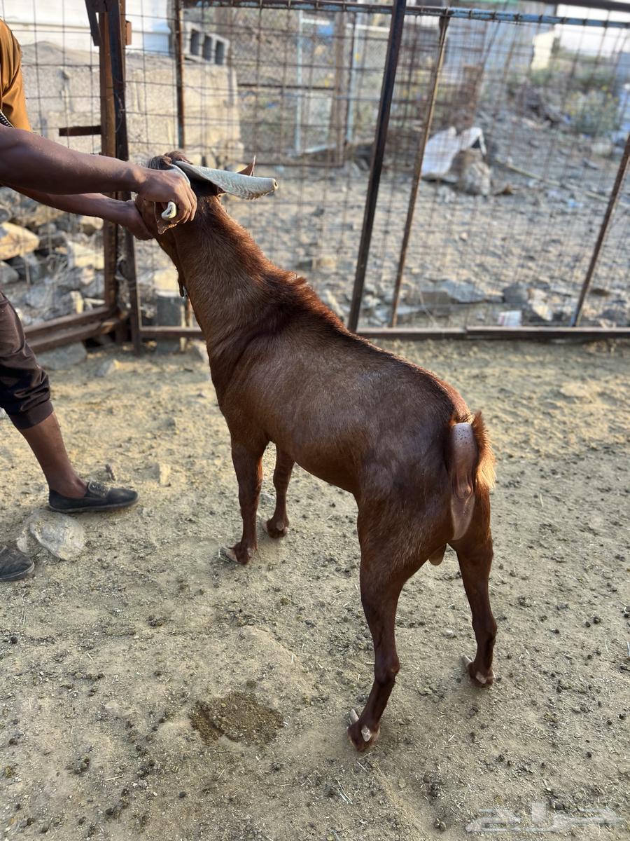 تيس فحل للبيع64538120622722110