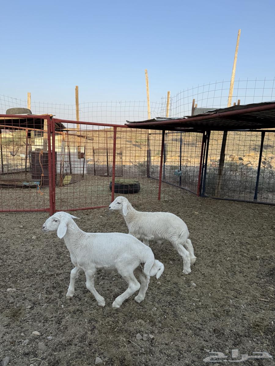 بهم تربيه64536321024513111