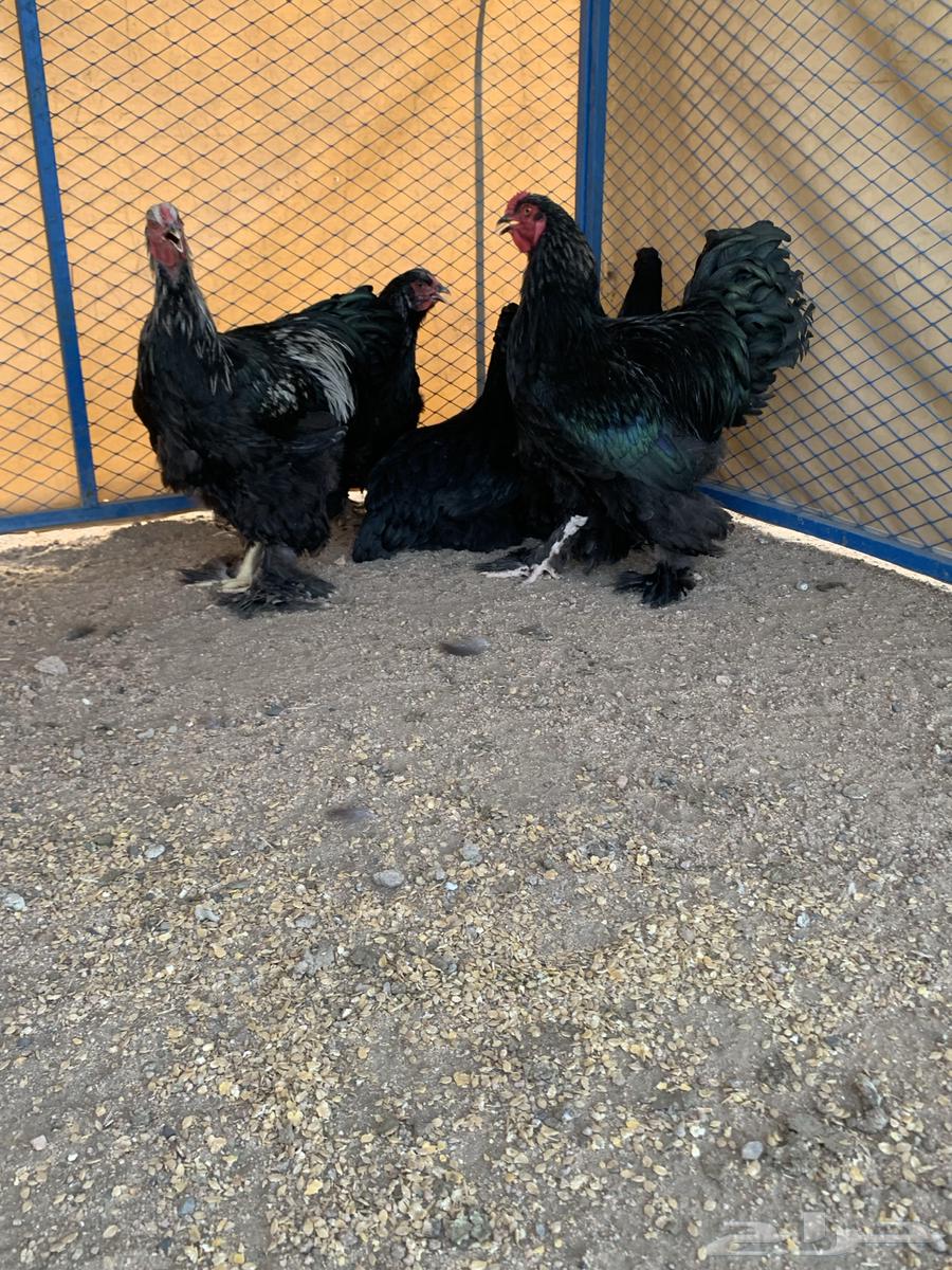 طقمين براهما64535666878595110