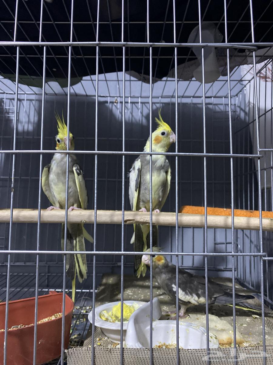 Crows birds64536376526721110