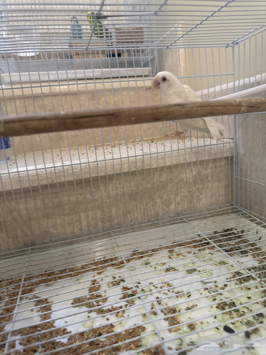 عصافير روز لا البيع و يوجد توصيل64538598805761110