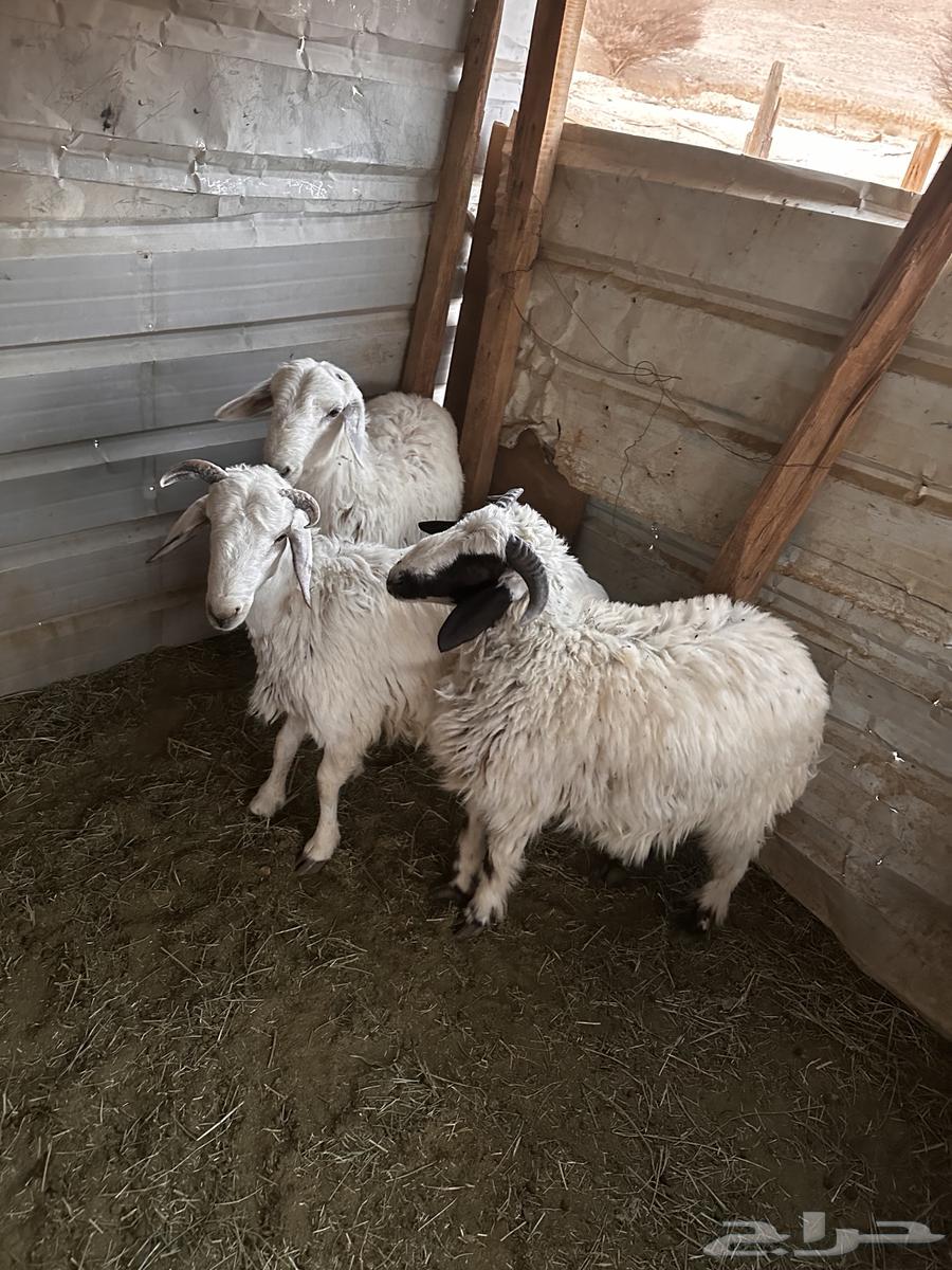 طليان حري جبره ظهر وطرف64542429995009114