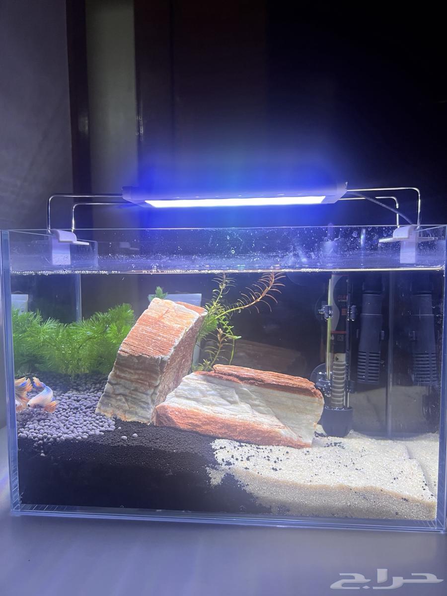 حوض سمك أنيق مع صخور ونباتات طبيعي64541036970626111