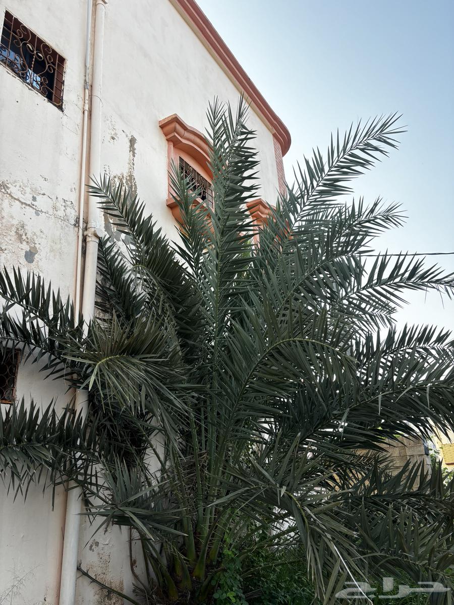 نخل للبيع64536641072515110