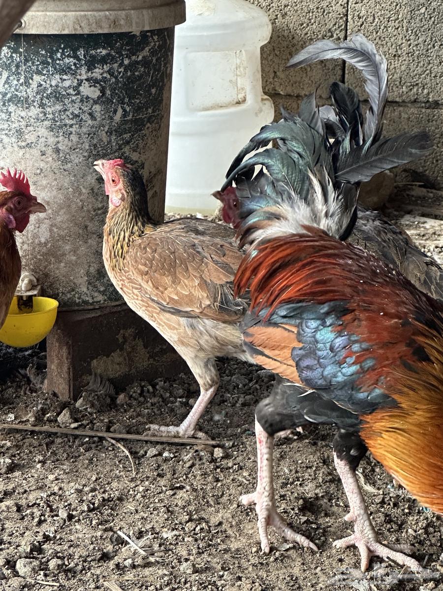 دجاج بلدي ترثه اصيل عربي فري64541579936258113