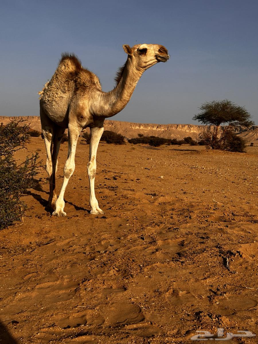 البكره للبيع64539953321601112