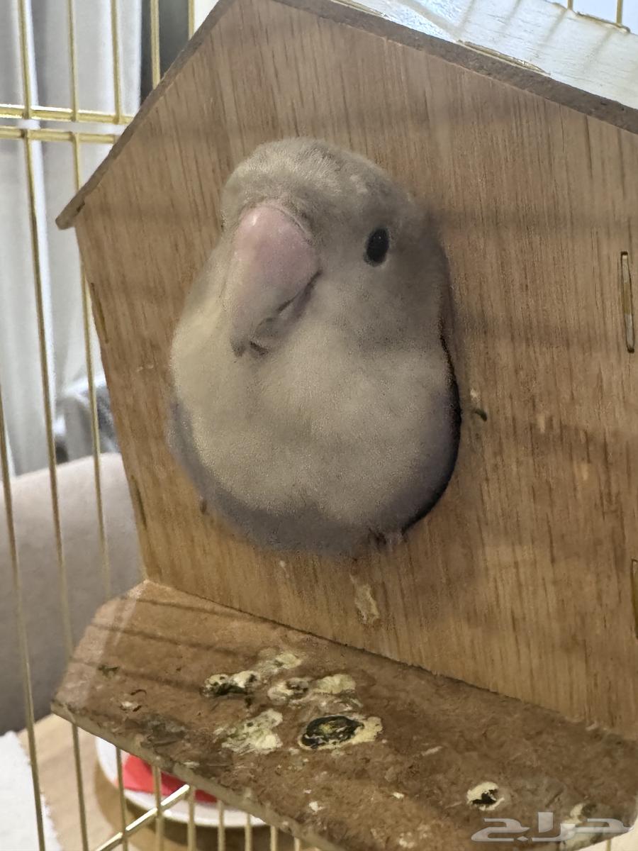 عصفورين روز ذكر وانثى مع شبك كبير   شبك صغير64535778874369112