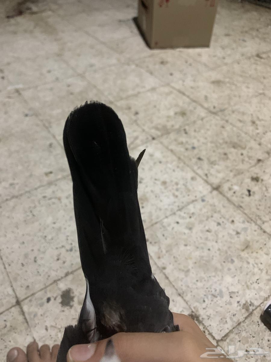 نعرض لكم حمام بكستاني64561000736769113