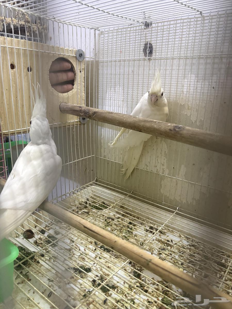 كروان ابيض64540865246979110