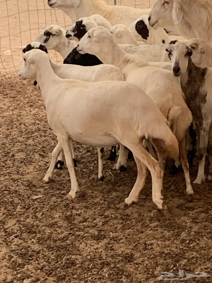 للبيع رخال رفيديات دفيع معزا بهر جنوبية( تم البيع64542359477123113